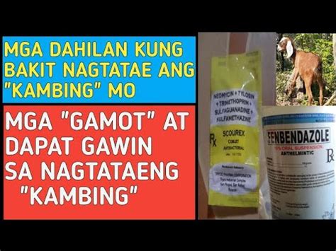 gamot sa pagtatae ng kambing|Pagtatae sa isang kambing: sanhi, pamamaraan ng paggamot.